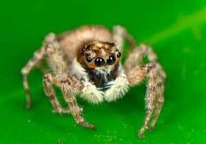Tarántula