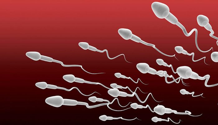 Espermatozoides