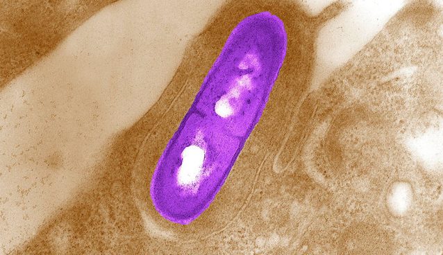 Listeria