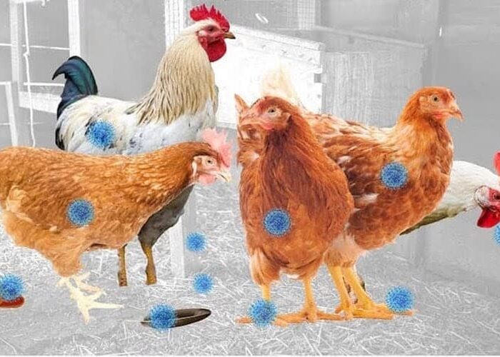 Hablamos sobre la gripe aviar en Canal Sierra de Cádiz